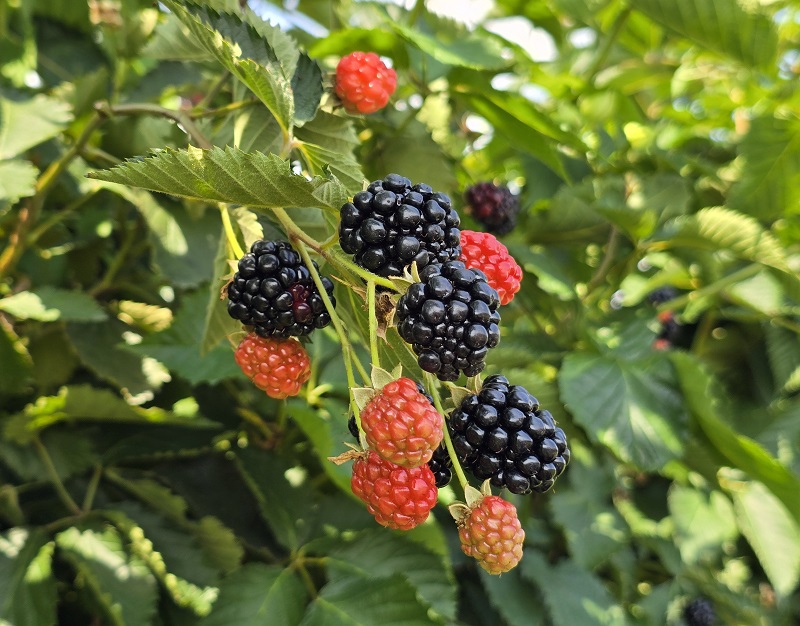 blackberries